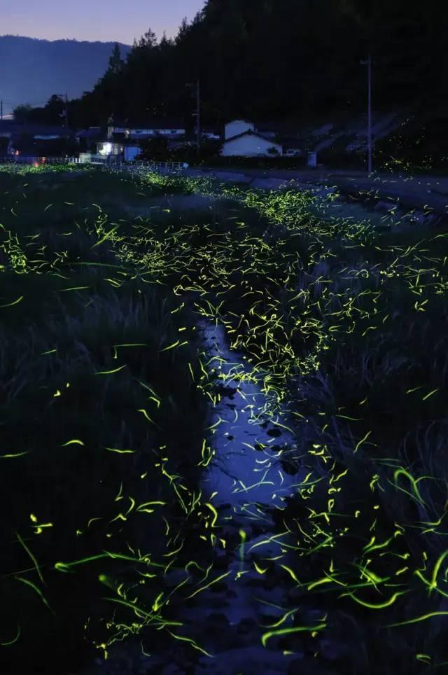 上海陆家嘴楼宇点亮“繁花锦绣、海上迎春”
